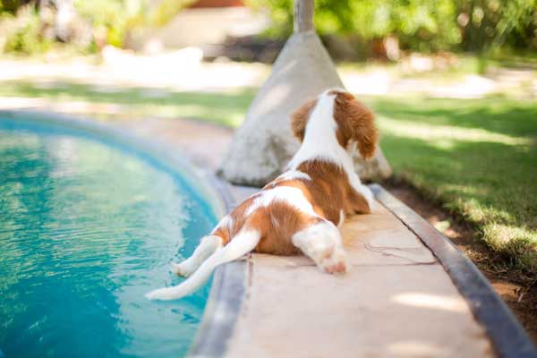 dog lying by the pool