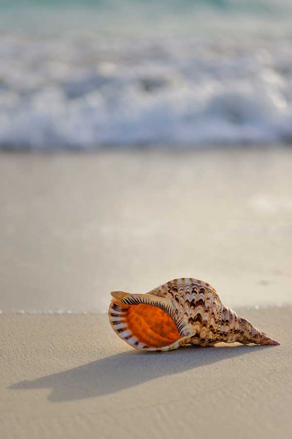 beautiful seashell on sand, with the sea in the background