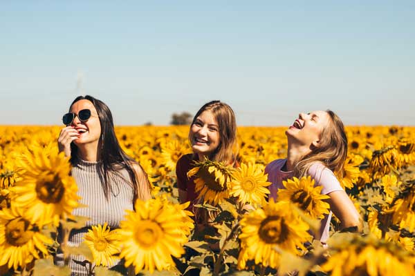 three women having fun and laughing in a field of sunflowers