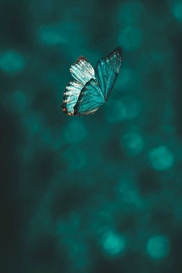 green butterfly flying