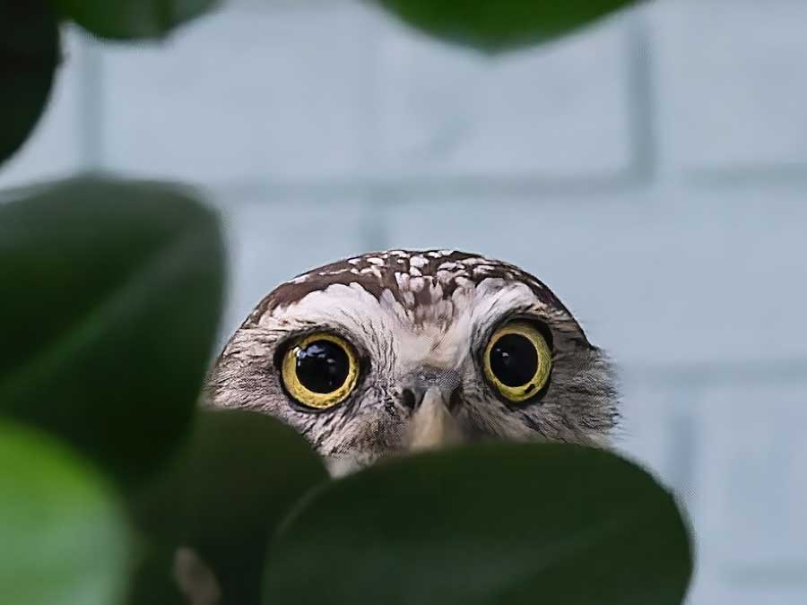 eyes of an owl hidden behind foliage