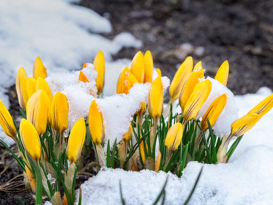 A bouquet of yellow flowers in the snow